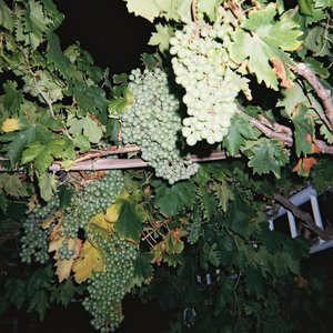 青色大脑cg分享
