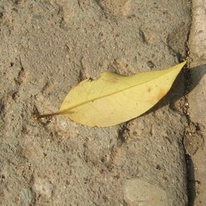 青色大脑cg分享
